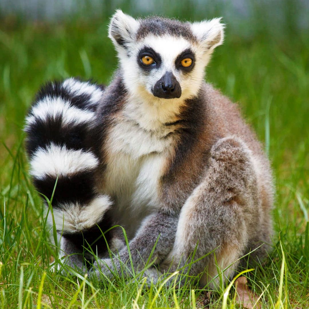 Кошачий лемур (Lemur catta)