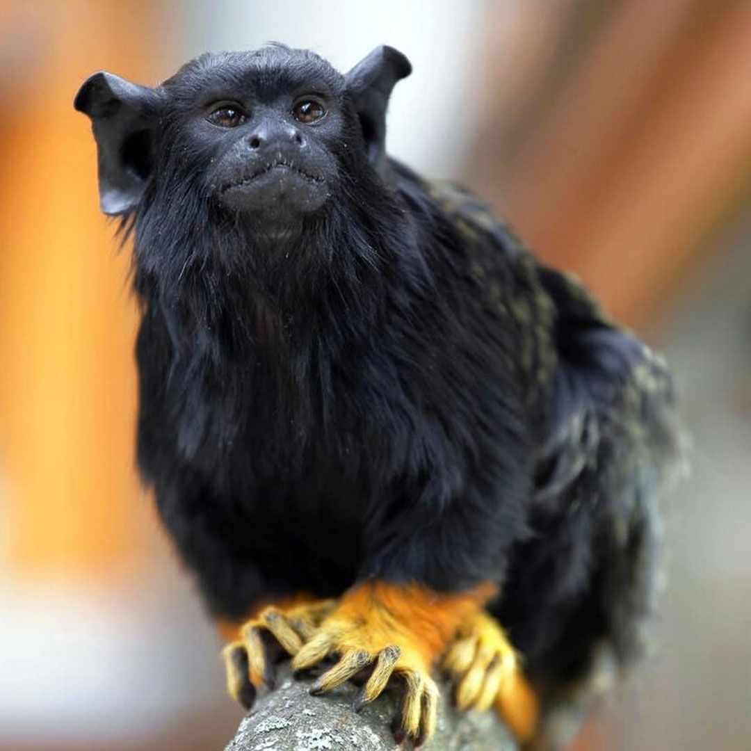 Краснорукий тамарин (Saguinus midas)