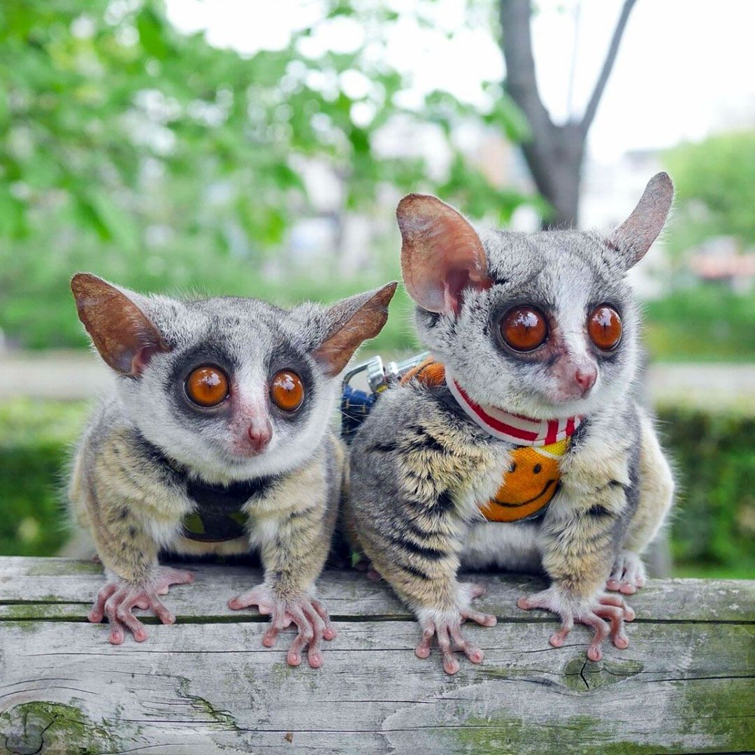 Сенегальский галаго (Galago senegalensis)