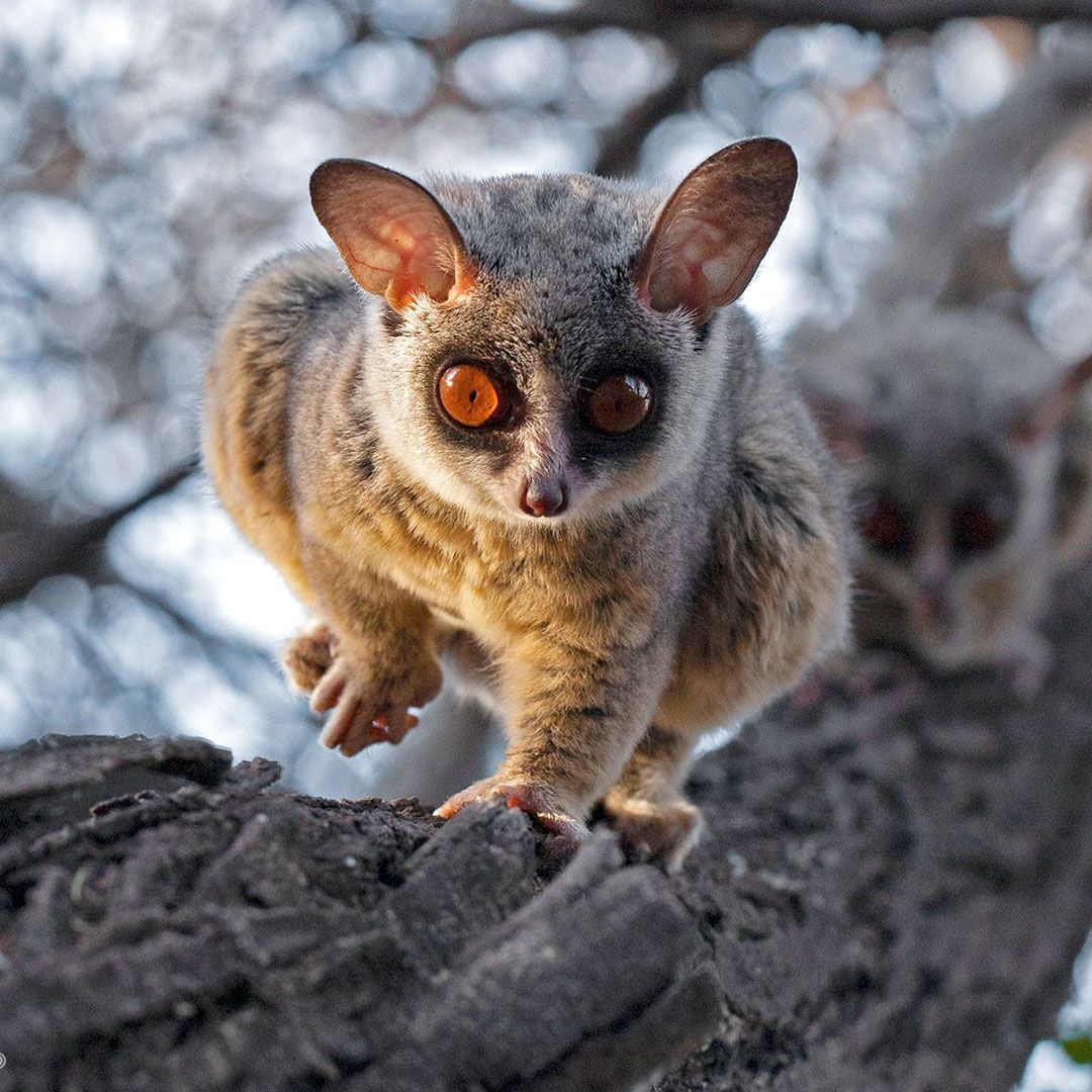Сенегальский галаго (Galago senegalensis)