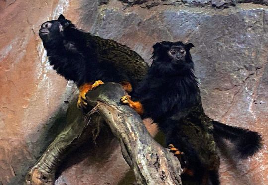 Краснорукий тамарин (Saguinus midas)