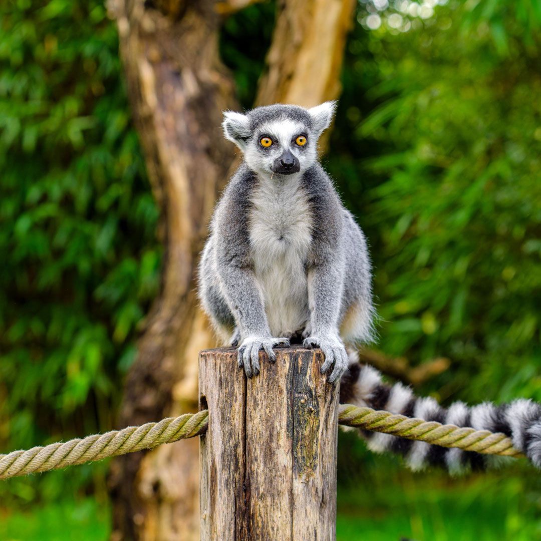 Кошачий лемур (Lemur catta)