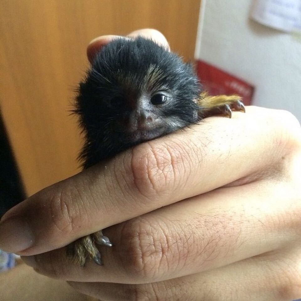 Сладкий маленький улыбашка