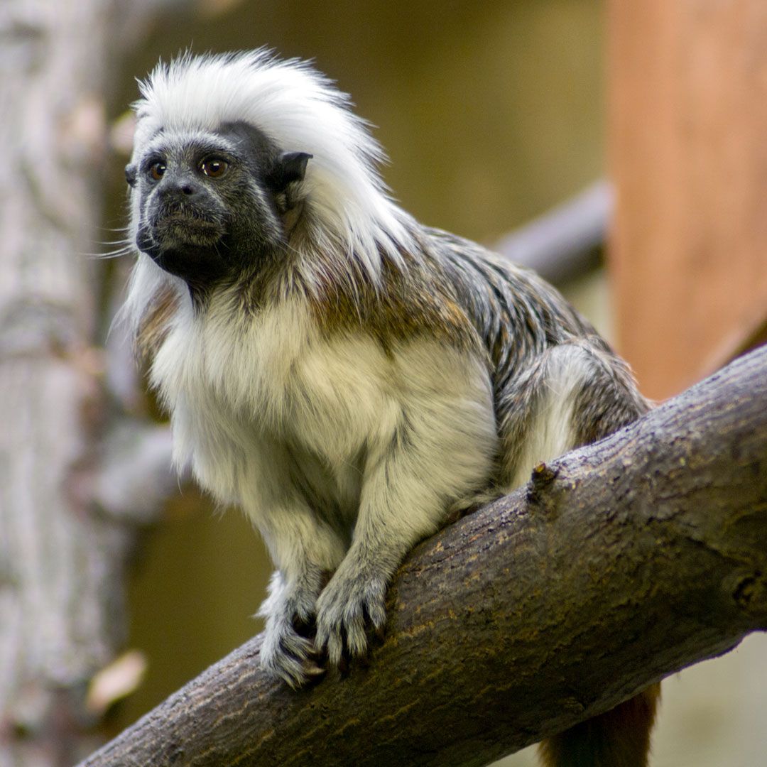 Эдипов тамарин (Saguinus oedipus)