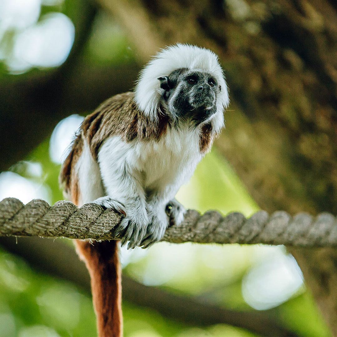Эдипов тамарин (Saguinus oedipus)