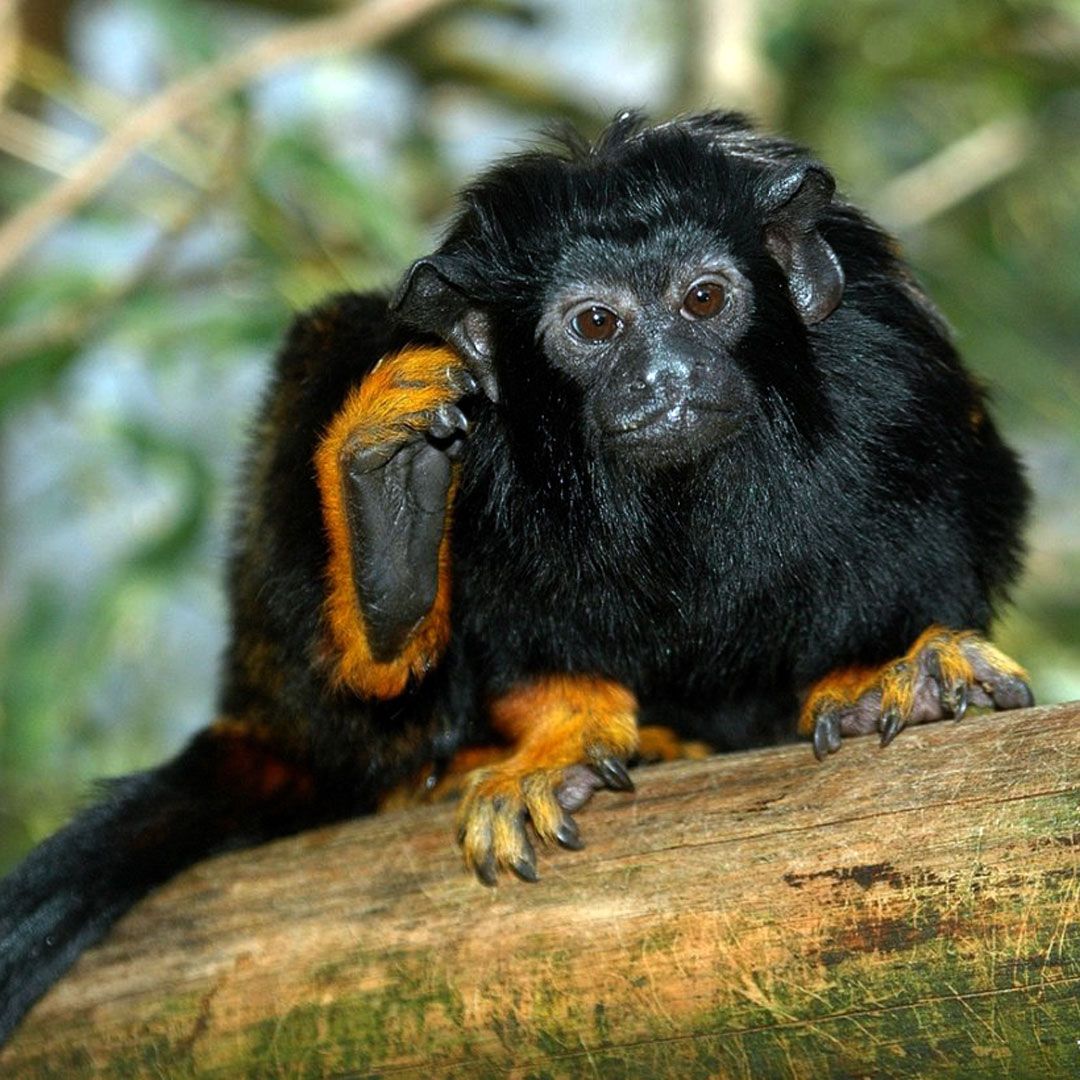 Краснорукий тамарин (Saguinus midas)