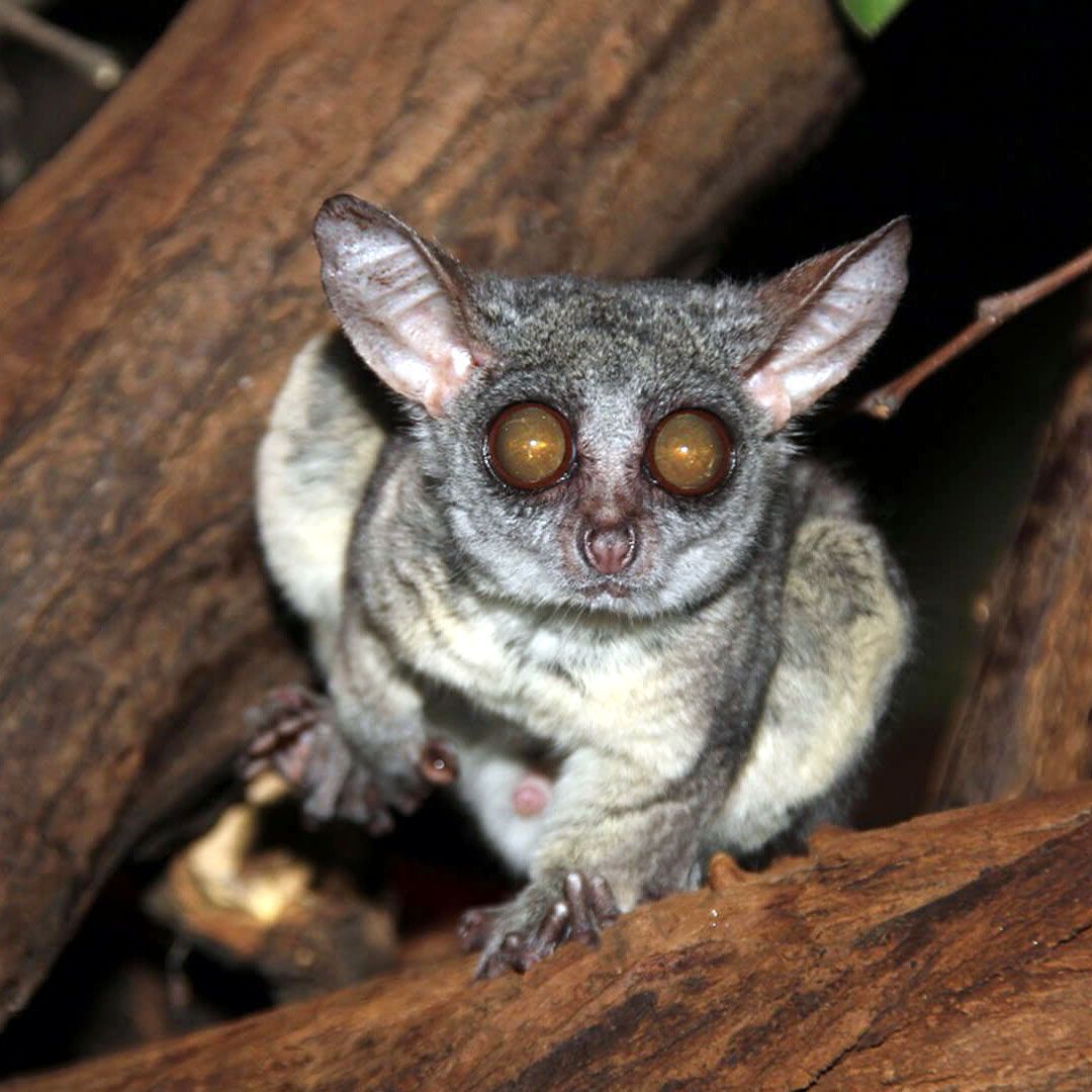Сенегальский галаго (Galago senegalensis)