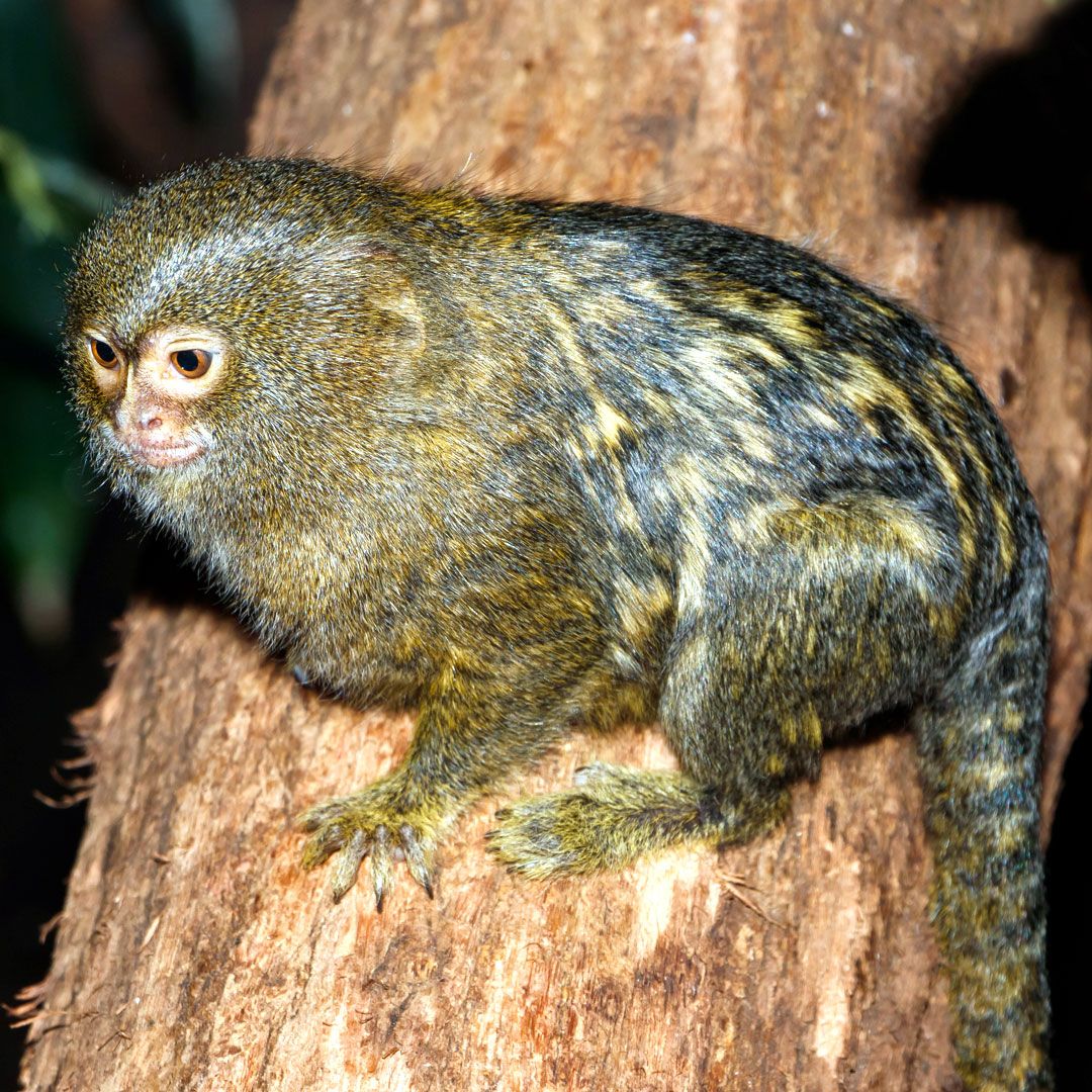 Карликовая игрунка (Cebuella pygmaea)