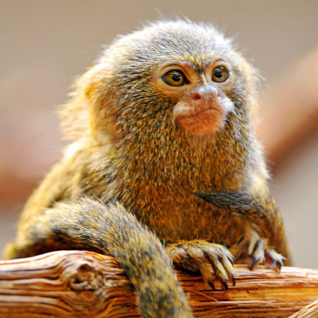 Карликовая игрунка (Cebuella pygmaea)