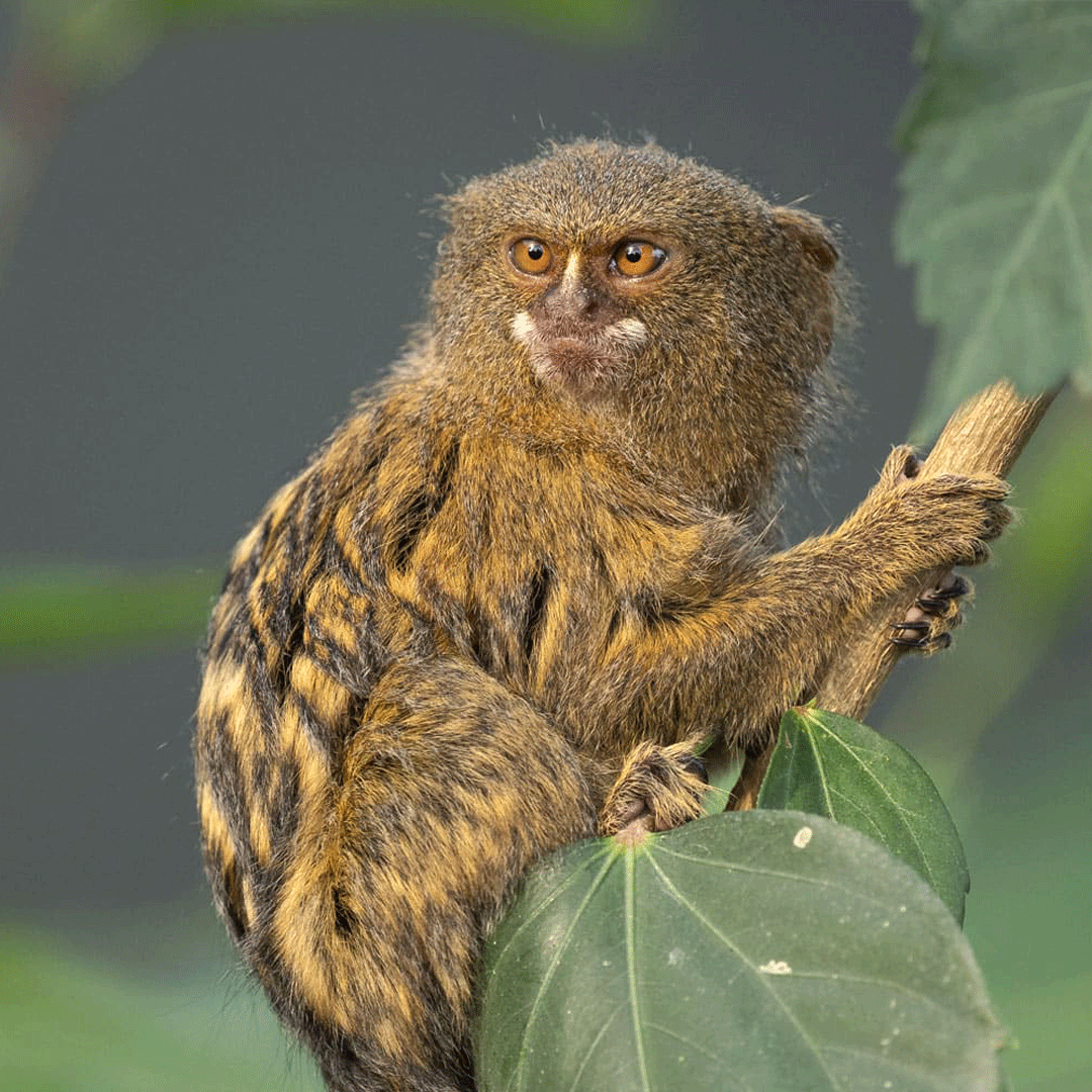 Карликовая игрунка (Cebuella pygmaea)