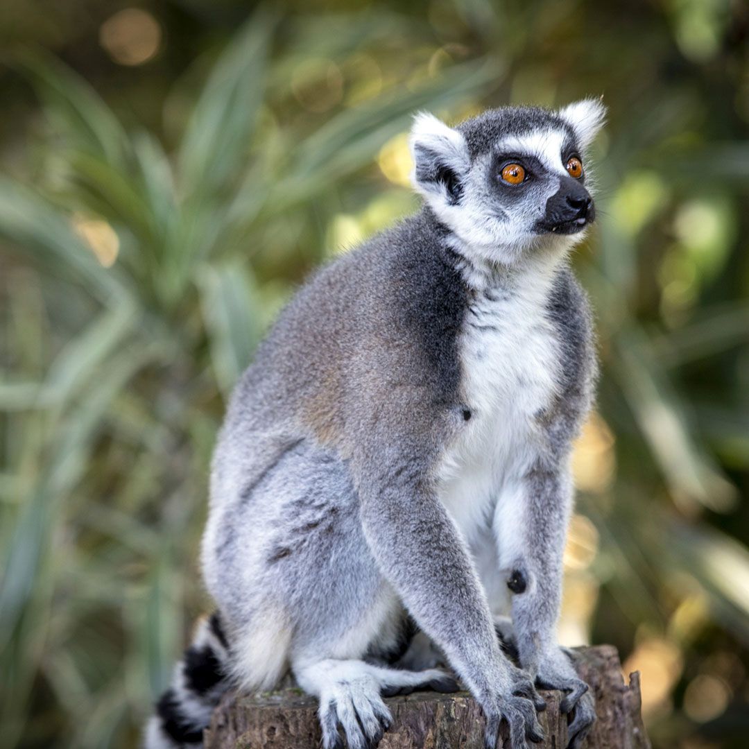 Кошачий лемур (Lemur catta)