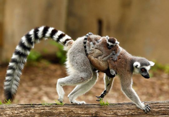 Кошачий лемур (Lemur catta)