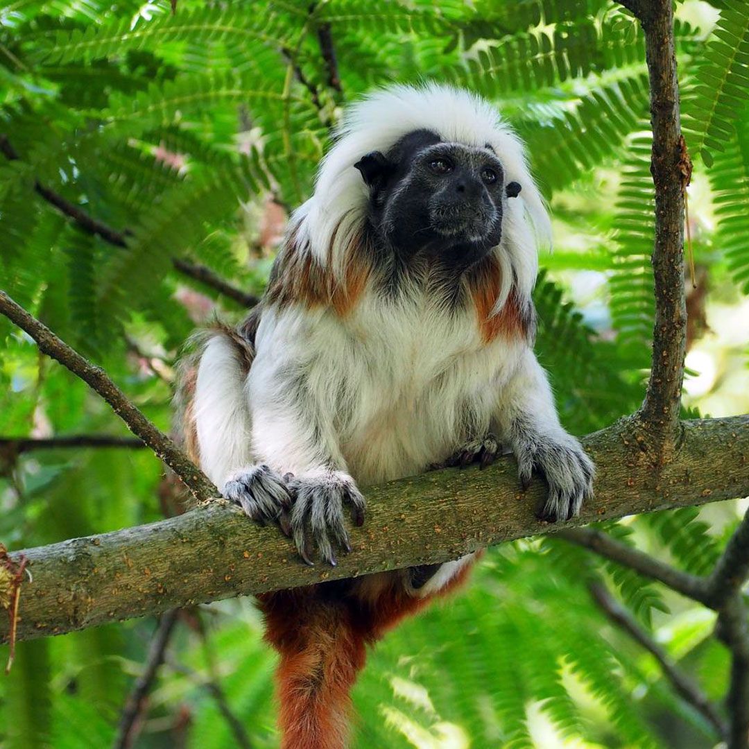 Эдипов тамарин (Saguinus oedipus)