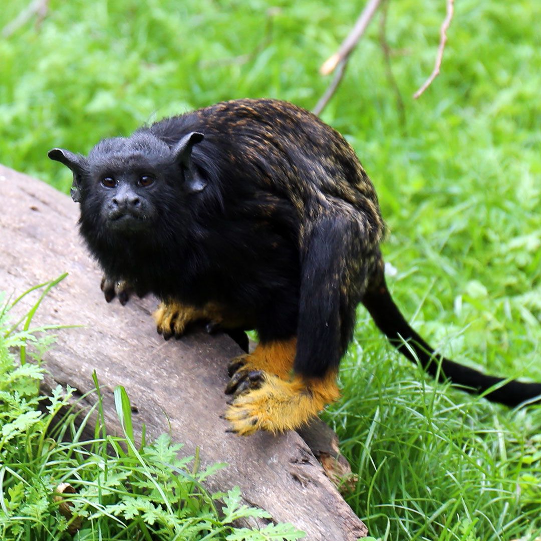 Краснорукий тамарин (Saguinus midas)
