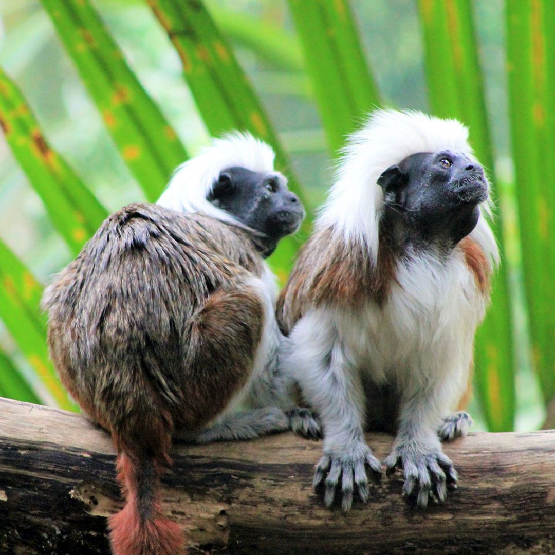 Эдипов тамарин (Saguinus oedipus)