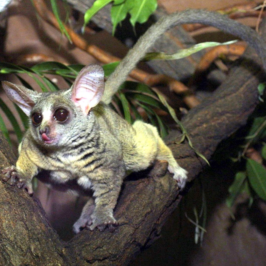 Сенегальский галаго (Galago senegalensis)