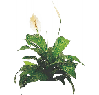 Спатифиллум Alana от студии фитодизайна Green Level