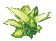 Диффенбахия Камилла от студии фитодизайна Green Level