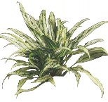 Аглаонема Cutlassот студии фитодизайна Green Level