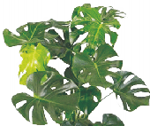 Монстера от студии фитодизайна Green Level