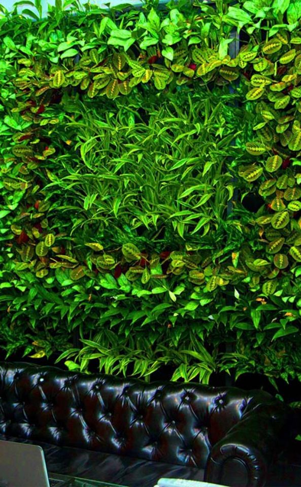 Фитостена Магазин санфаянса "Квадрат", Саратов