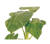 Алоказия Калидора от студии фитодизайна Green Level
