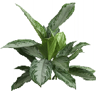 Аглаонема Silver Bay от студии фитодизайна Green Level