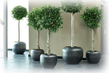 Озеленение интерьера стильными кашпо и искусственными растениями в Челябинске от студии фитодизайна "Green Level"