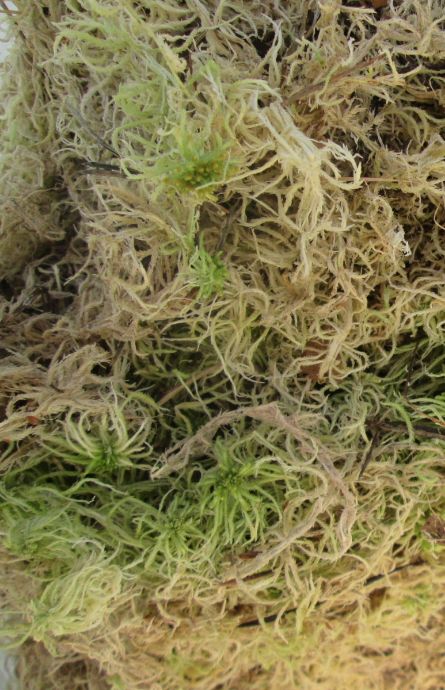 Натуральный мох сфагнум Green Level