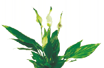 Спатифиллум Шопен от студии фитодизайна Green Level