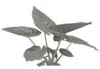 Алоказия Венти от студии фитодизайна Green Level