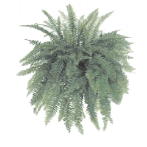 Нефролепис Boston от студии фитодизайна Green Level