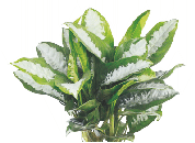 Аглаонема Pattaya Beauty от студии фитодизайна Green Level