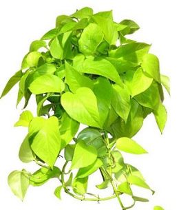 Сциндапсус Golden Pothos от студии фитодизайна Green Level