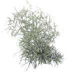 Аспарагус Фалькатус от студии фитодизайна Green Level