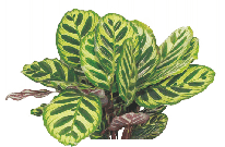 Калатея Makoyana от студии фитодизайна Green Level