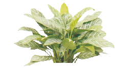 Аглаонема Stripes от студии фитодизайна Green Level