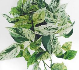 Сциндапсус Marble Queen от студии фитодизайна Green Level