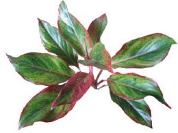 Аглаонема CRETE от студии фитодизайна Green Level