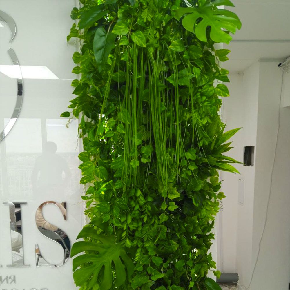 Плющи и монстера