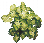 Сингониум Pixie от студии фитодизайна Green Level