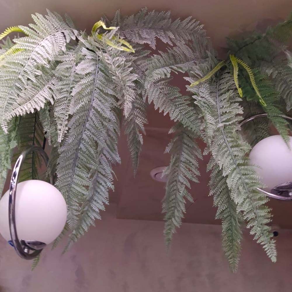 Ампельные папоротники