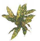 Аглаонема Maria от студии фитодизайна Green Level