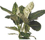 Диффенбахия Reflector от студии фитодизайна Green Level