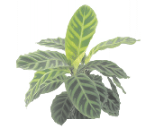 Каланхоэ Zebrina от студии фитодизайна Green Level