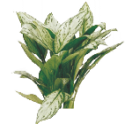 Аглаонема Maria-Cristina от студии фитодизайна Green Level