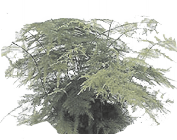 АспарагусPlumosus от студии фитодизайна Green Level