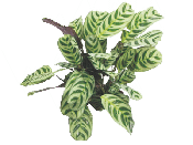 Калатея Burle-Marxii от студии фитодизайна Green Level