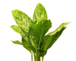 Аглаонема GreenLight от студии фитодизайна Green Level