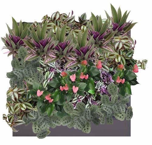 Фиолетовые цветовые сочетания растений в фитостенах Green Level